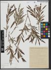 Foto von Salix viminalis L.